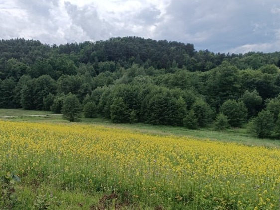 Żurowa, pasieka w malinach 