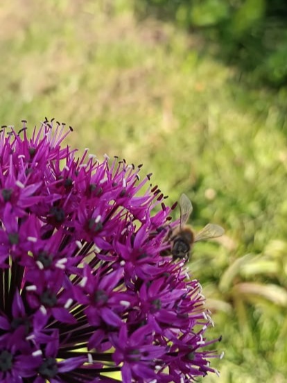 Żurowa, pasieka w malinach 