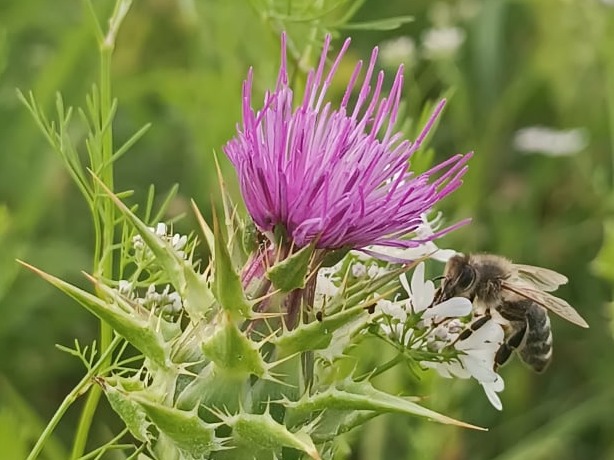 Żurowa, pasieka w malinach 