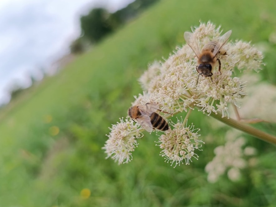 Dzięgiel Leśny w okolicach pasieki Żurowa